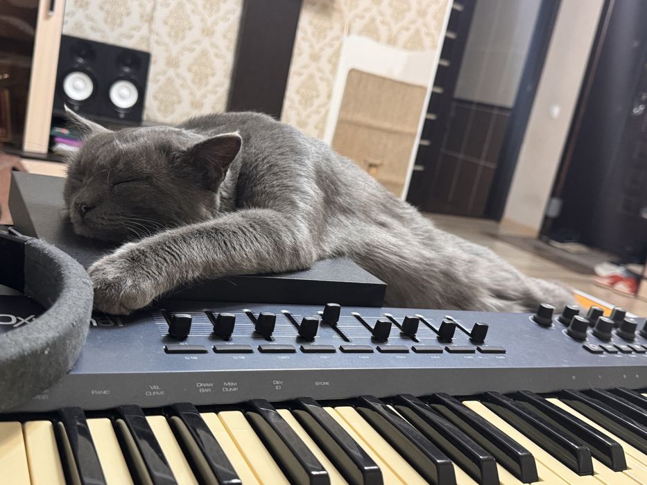 Кот британец (3 года примерно)