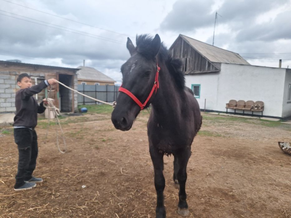 2 жасар құнан сатылады,Продам 2 ух летку