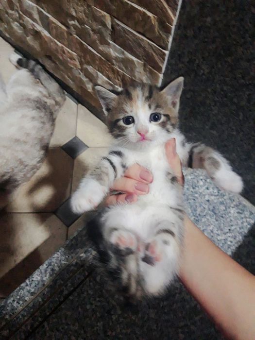 Милое Кошки 1 месят