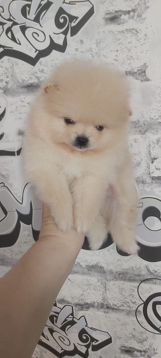 Щпицы мальчики и девочки