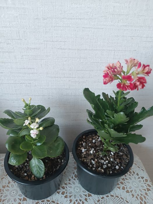 Каланхоэ цветущие