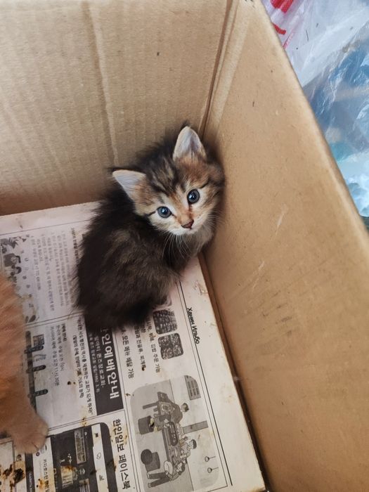 Отдам Котят в добрые руки