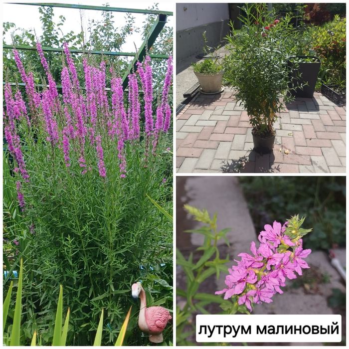 Продам прудовые растения