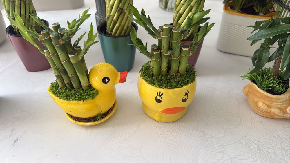 Комнатные растения