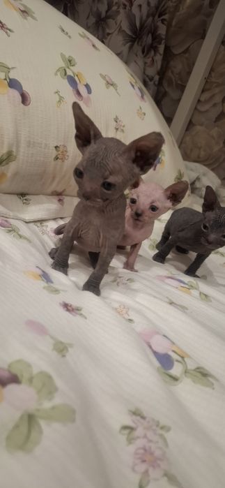 Голорожденные котята сфинкса
