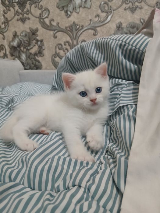 Продаётся котята