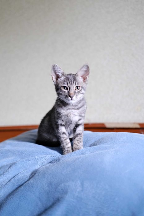 Котенок в ответственную семью