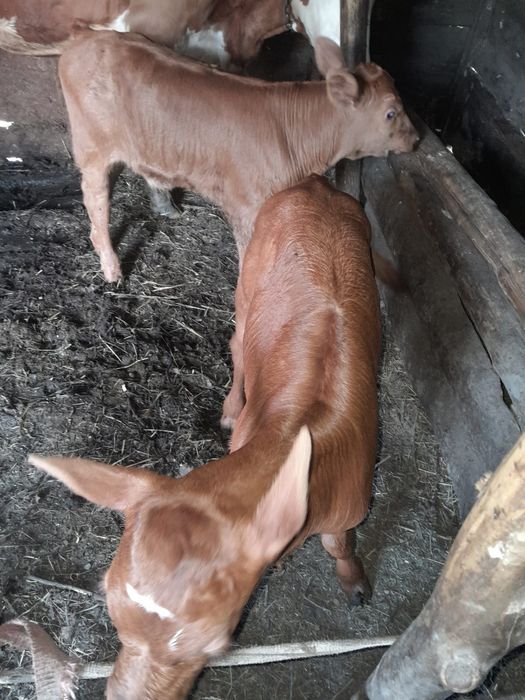 Vând vitei Metis cu Angus