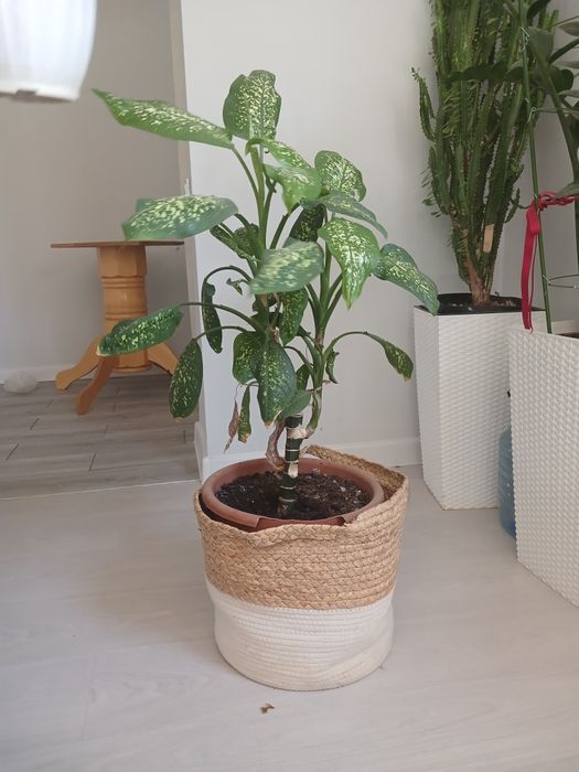 Диффенбаген. Бенжамин. малачай