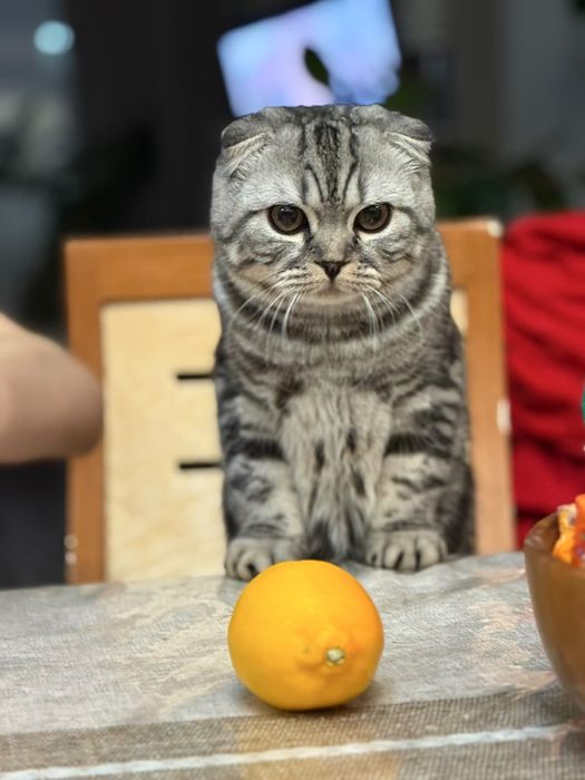 Кот ищет подружку для вязки