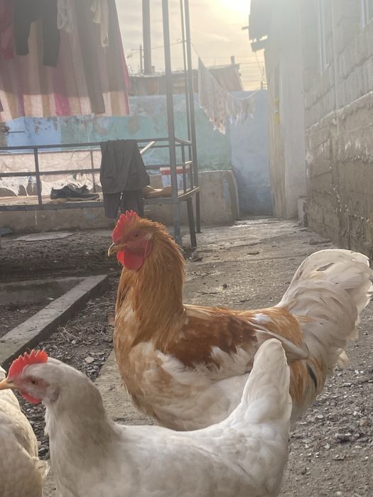 Петухи,қораздар,6-7 айлық