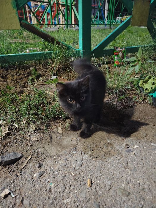 Отдам котёнка хорошие руки