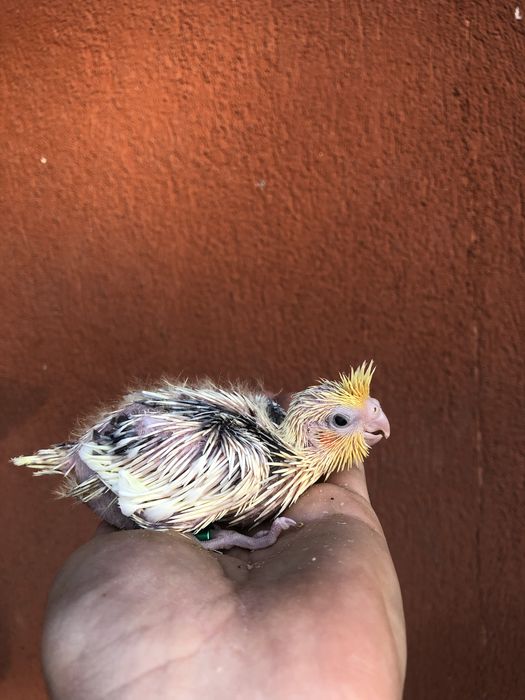 Papagali nimfe pui si adulti nimfa