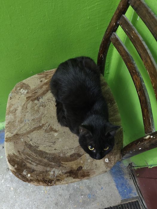 Добрые руки Кошечка
