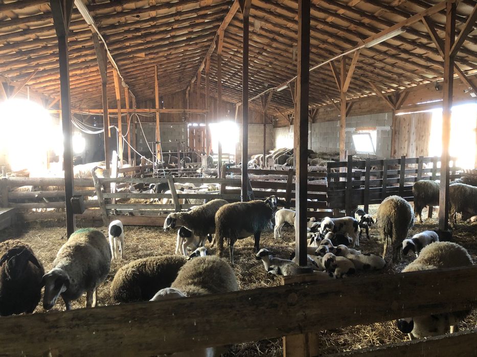 Продава Овцеферма , село Гранит