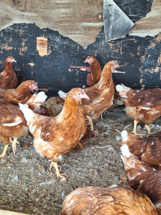 Ломан браун Несушки Малодки