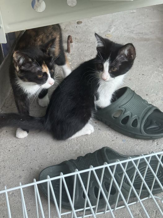 Отдам котят бесплатно