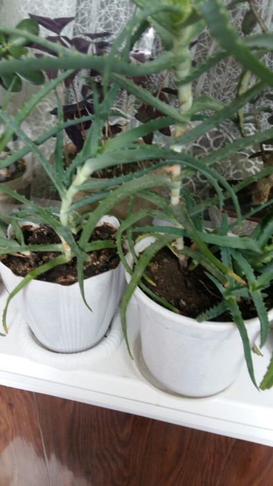 Продам  растение АЛОЕ