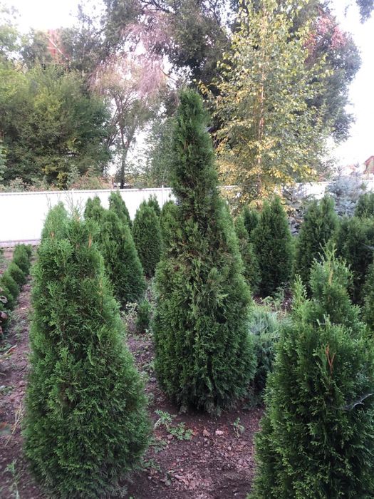 Туя, сосна, ель, можевельник