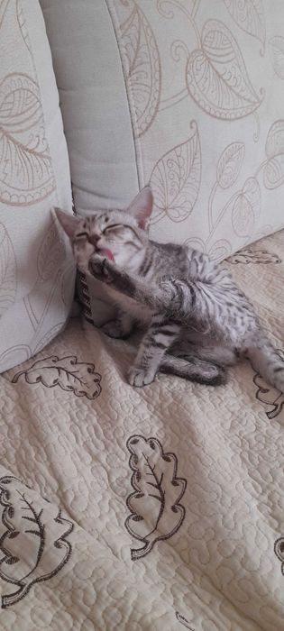 Котенка в добрые руки