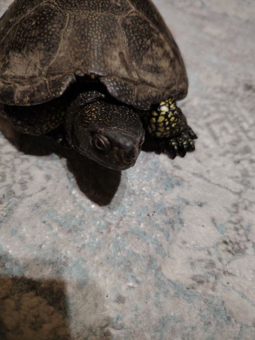 Vând broasca țestoasă de Europa. O vând cat mai rapid deoarece nu am loc unde sa o pun