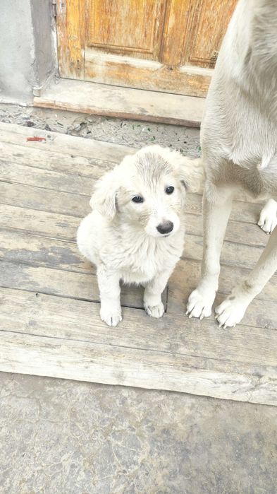 Щенок в добрые руки