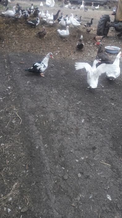 продам индоуток на племя