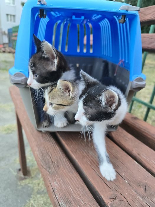 Три котенца търсят дом