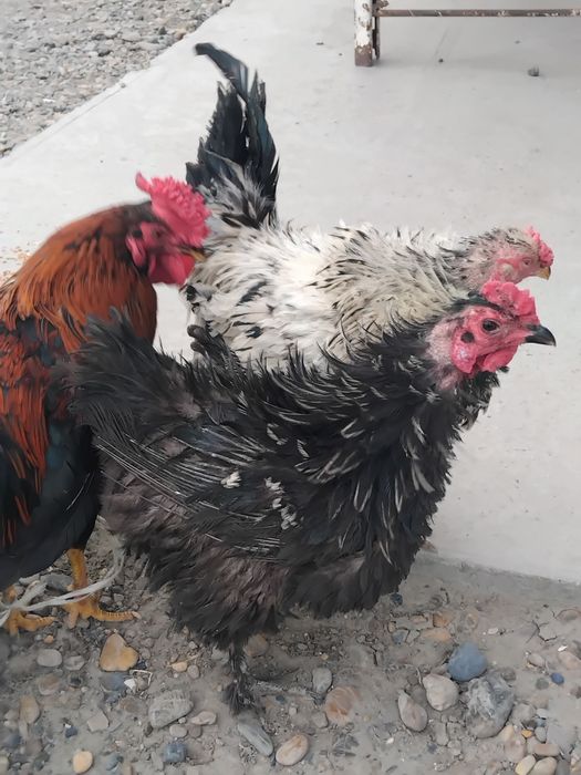 xuruschalar sotiladi