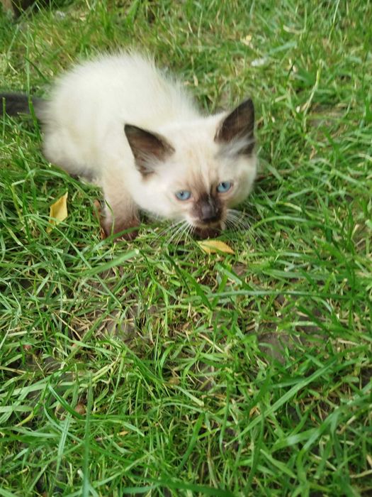 Pisici mici spre adoptie