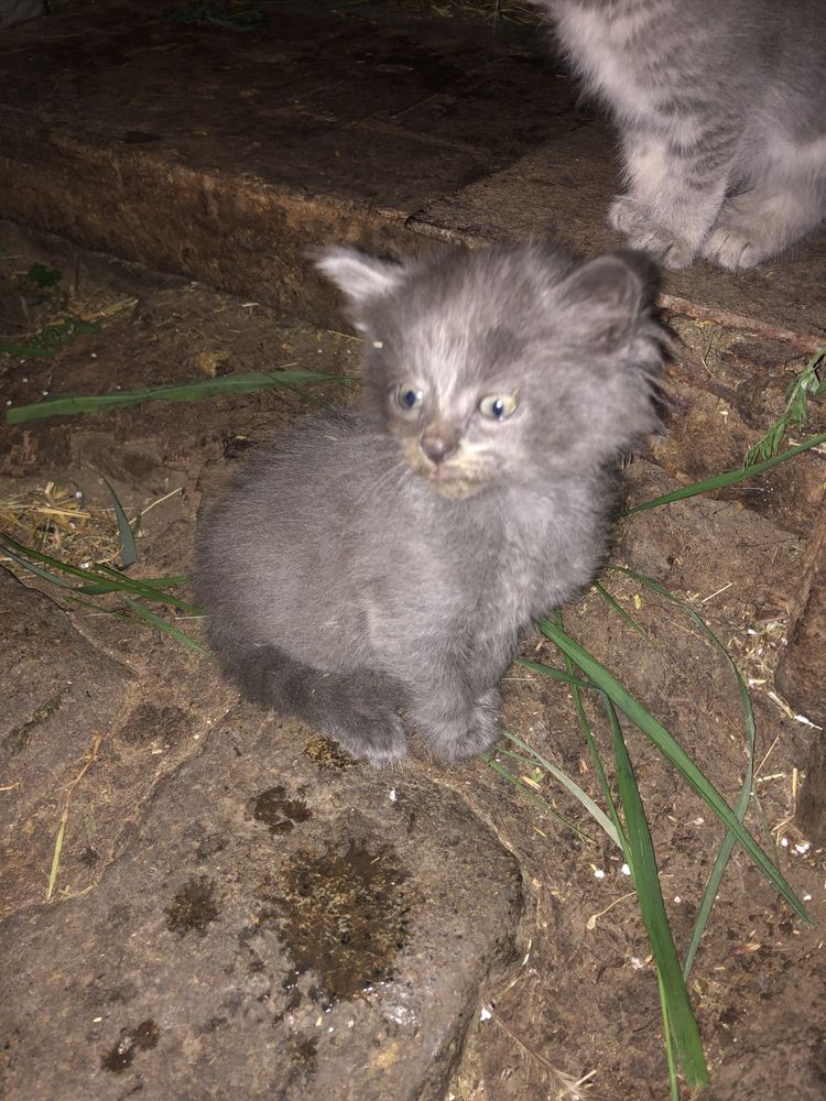Подарявам малки котета с. Кубратово • OLX.bg