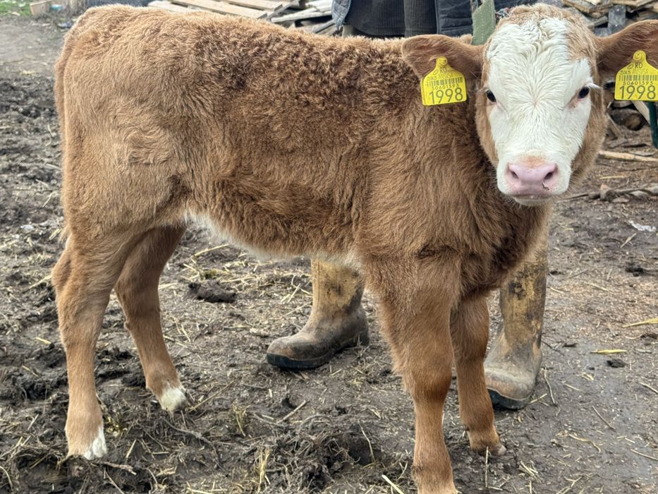 Vând vițea limuzin de 3 săptămâni