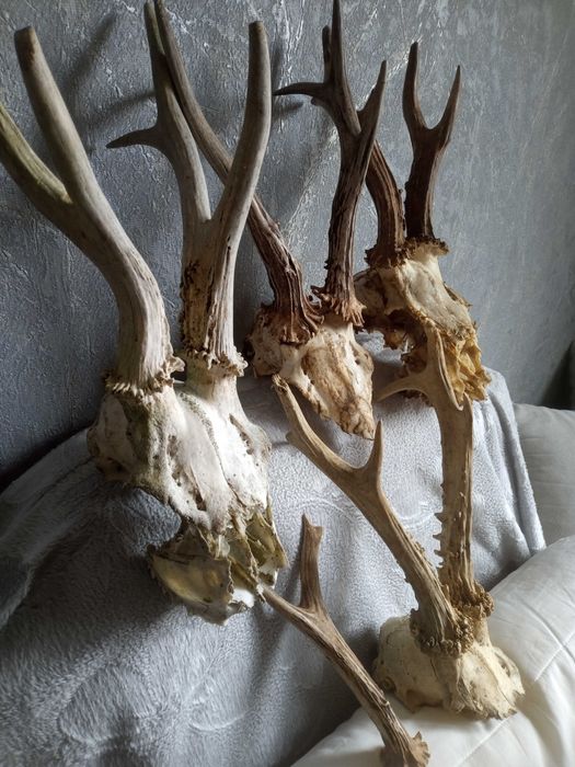 Череп с рога от сръндак