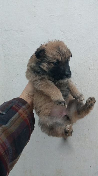 Отдам щенков в добрые руки.