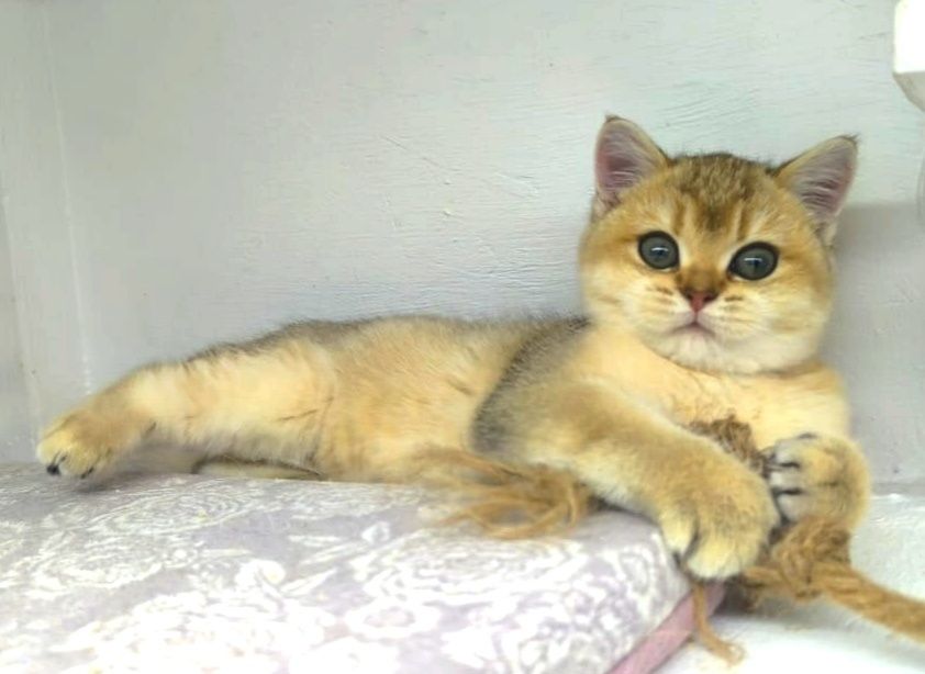 КоТик и кошЕчка  .ЗоЛоТо