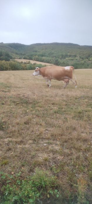 Vaca de vânzare (gestanta în 8 luni )