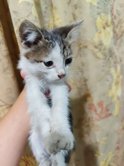 Отдам котят бесплатно