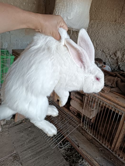 Продается крольих