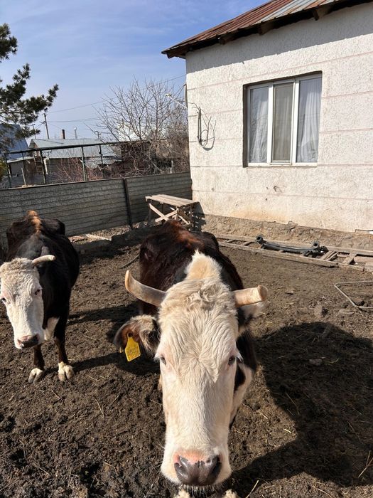 Сүтті сиыр сатылады