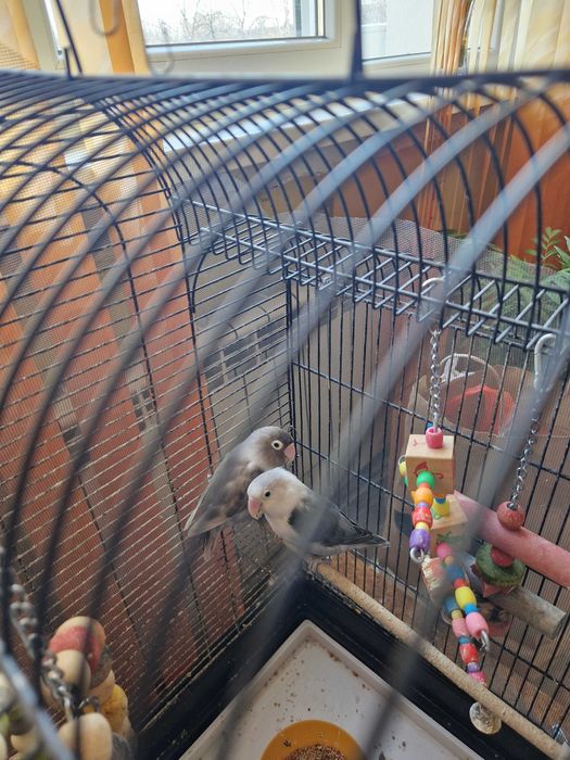 Папагали неразделки заедно с клетката