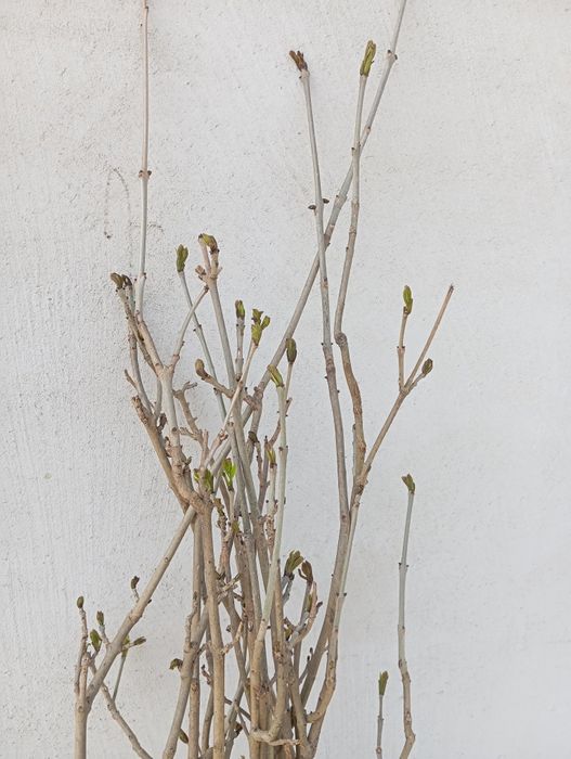 Nuc negru. Pom fructifer anul 3