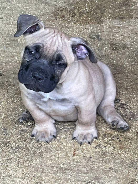 американский булли