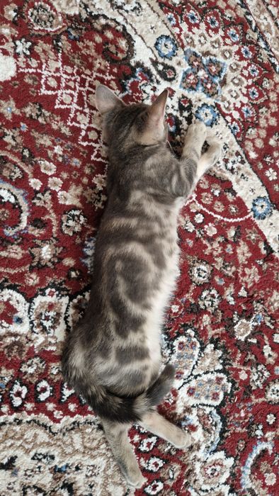 Отдам малышку в добрые руки