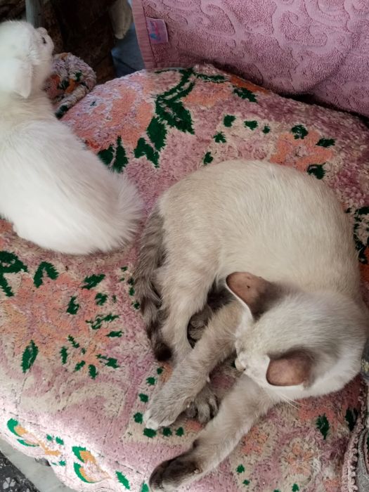 Продается котик!