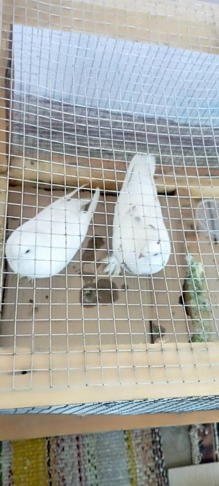 Продам голубки сотилади кабутарлар