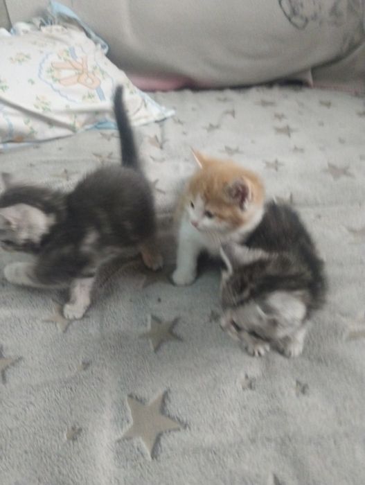 Отдам котят бесплатно