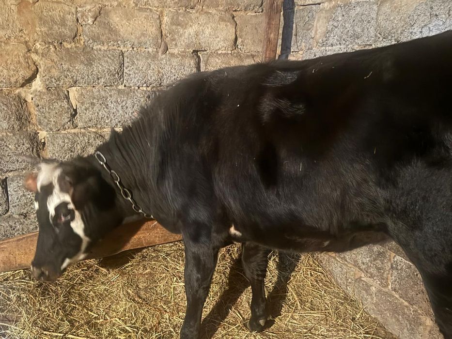 Тайынша сатылат союга малдануга