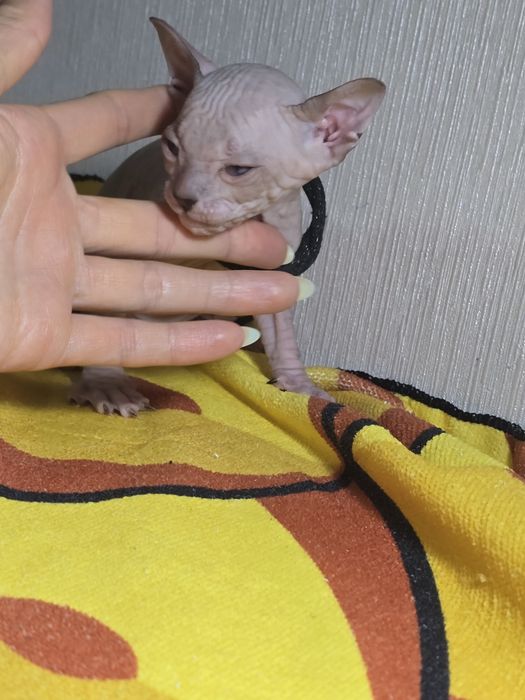 Крупный котик голубоглазик