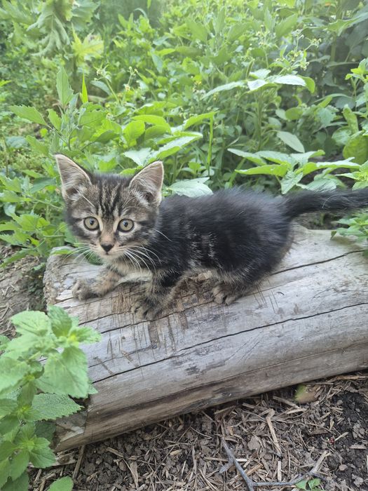 Отдам милых котят