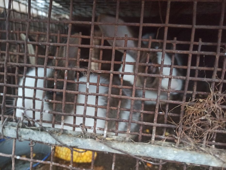 Iepurași mari și mici de vânzare rasa cap de leu + belgian